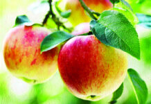 ਭਾਰਤ ਅਮਰੀਕਾ ਤੋਂ 80 ਰੁਪਏ ਪ੍ਰਤੀ ਕਿਲੋ ਸੇਬ ਕਰੇਗਾ ਦਰਾਮਦ