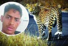 ਹਿਮਾਚਲੀ ਸੂਰਮਾ