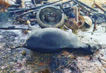 ਬਿਜਲੀ ਦੀਆਂ ਤਾਰਾਂ ਦੀ ਲਪੇਟ ‘ਚ ਆਉਣ ਕਾਰਨ ਚਾਰ ਪਸ਼ੂ ਜ਼ਿੰਦਾ ਸੜੇ